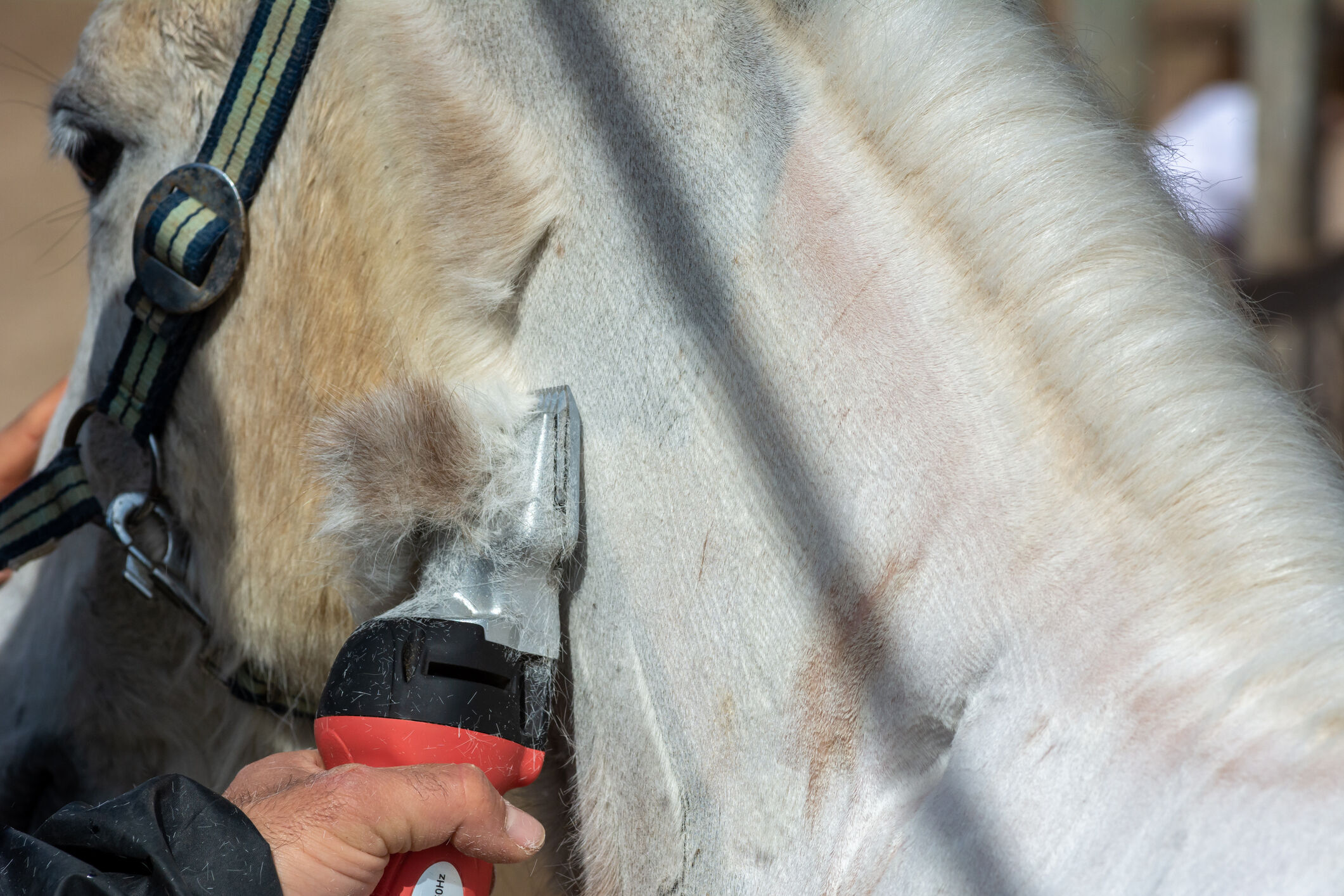 Paard scheren